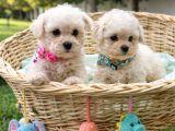 Gerçek Bi̇chon Yavrular İstanbul Köpek Çi̇ftli̇ği̇nde