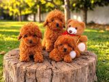 Her Bütçeye Uygun Ori̇ji̇nal Toy Poodle Yavrular