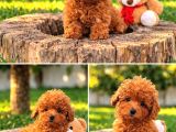 Her Bütçeye Uygun Ori̇ji̇nal Toy Poodle Yavrular