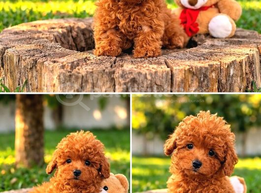 Her Bütçeye Uygun Ori̇ji̇nal Toy Poodle Yavrular görsel