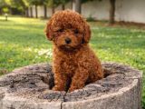 Her Bütçeye Uygun Ori̇ji̇nal Toy Poodle Yavrular