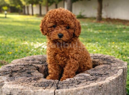 Her Bütçeye Uygun Ori̇ji̇nal Toy Poodle Yavrular görsel