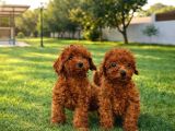Her Bütçeye Uygun Ori̇ji̇nal Toy Poodle Yavrular
