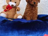 Her Bütçeye Uygun Ori̇ji̇nal Toy Poodle Yavrular