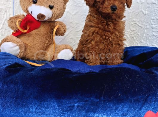 Her Bütçeye Uygun Ori̇ji̇nal Toy Poodle Yavrular görsel