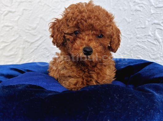 Her Bütçeye Uygun Ori̇ji̇nal Toy Poodle Yavrular görsel