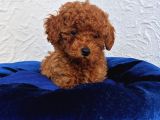 Her Bütçeye Uygun Ori̇ji̇nal Toy Poodle Yavrular
