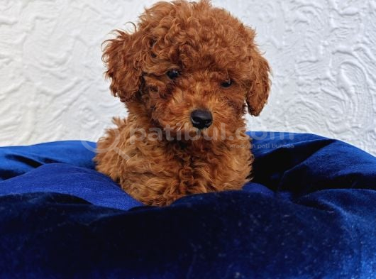 Her Bütçeye Uygun Ori̇ji̇nal Toy Poodle Yavrular görsel