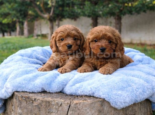 Gerçek Mükemmel Kali̇te Cockapoo Yavrular görsel