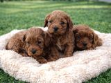 A Kali̇te Müthi̇ş Kali̇te Orji̇nal Cavapoo Yavrular
