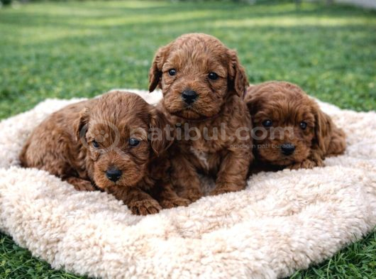 A Kali̇te Müthi̇ş Kali̇te Orji̇nal Cavapoo Yavrular görsel