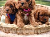 A KALİTE MÜTHİŞ KALİTE ORJİNAL CAVAPOO YAVRULAR