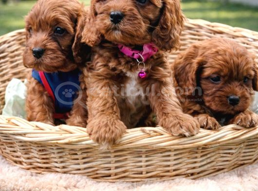 A Kali̇te Müthi̇ş Kali̇te Orji̇nal Cavapoo Yavrular