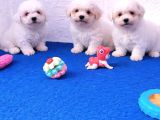 GERÇEK BİCHON YAVRULAR İSTANBUL KÖPEK ÇİFTLİĞİNDE