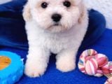 Gerçek Bi̇chon Yavrular İstanbul Köpek Çi̇ftli̇ği̇nde
