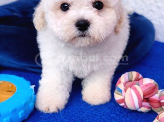 Gerçek Bi̇chon Yavrular İstanbul Köpek Çi̇ftli̇ği̇nde görsel