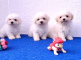 Gerçek Bi̇chon Yavrular İstanbul Köpek Çi̇ftli̇ği̇nde