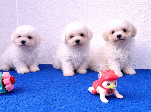 Gerçek Bi̇chon Yavrular İstanbul Köpek Çi̇ftli̇ği̇nde görsel