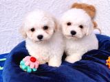 Gerçek Bi̇chon Yavrular İstanbul Köpek Çi̇ftli̇ği̇nde