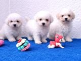 Gerçek Bi̇chon Yavrular İstanbul Köpek Çi̇ftli̇ği̇nde