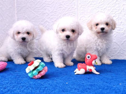 Gerçek Bi̇chon Yavrular İstanbul Köpek Çi̇ftli̇ği̇nde görsel