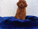 Her Bütçeye Uygun Ori̇ji̇nal Toy Poodle Yavrular