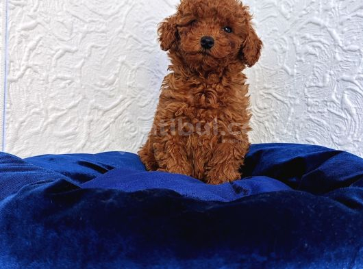 Her Bütçeye Uygun Ori̇ji̇nal Toy Poodle Yavrular görsel