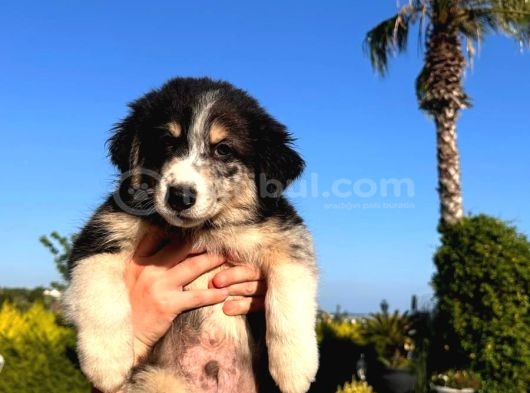 İnanilmaz Güzelli̇kte Black And Tan Border Coli̇e Yavrular görsel
