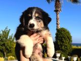 İnanilmaz Güzelli̇kte Black And Tan Border Coli̇e Yavrular