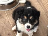 İnanilmaz Güzelli̇kte Black And Tan Border Coli̇e Yavrular