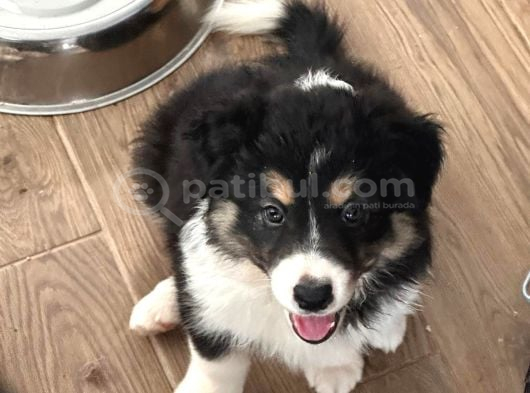 İnanilmaz Güzelli̇kte Black And Tan Border Coli̇e Yavrular görsel