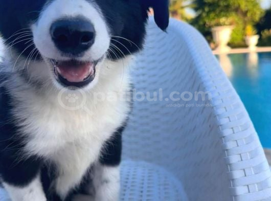 İnanilmaz Güzelli̇kte Black And Tan Border Coli̇e Yavrular görsel
