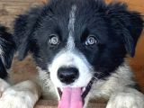 İNANILMAZ GÜZELLİKTE BLACK and TAN BORDER COLİE YAVRULAR