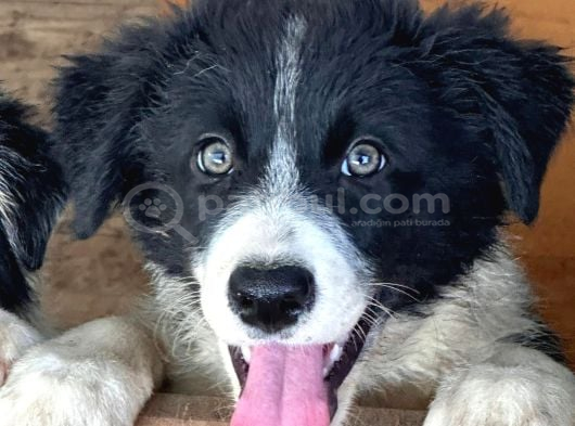 İnanilmaz Güzelli̇kte Black And Tan Border Coli̇e Yavrular