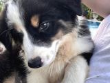 İnanilmaz Güzelli̇kte Black And Tan Border Coli̇e Yavrular
