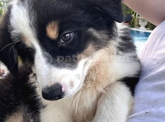 İnanilmaz Güzelli̇kte Black And Tan Border Coli̇e Yavrular görsel