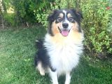 İnanilmaz Güzelli̇kte Black And Tan Border Coli̇e Yavrular