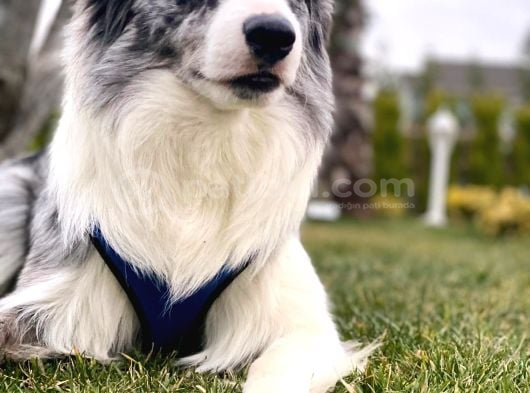 İnanilmaz Güzelli̇kte Black And Tan Border Coli̇e Yavrular görsel