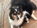 İnanilmaz Güzelli̇kte Black And Tan Border Coli̇e Yavrular