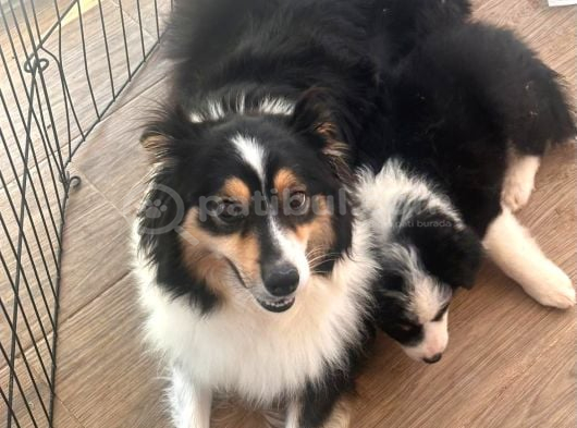 İnanilmaz Güzelli̇kte Black And Tan Border Coli̇e Yavrular görsel