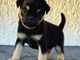 Egzoti̇k Renk Pug Mops Begeği̇mi̇z