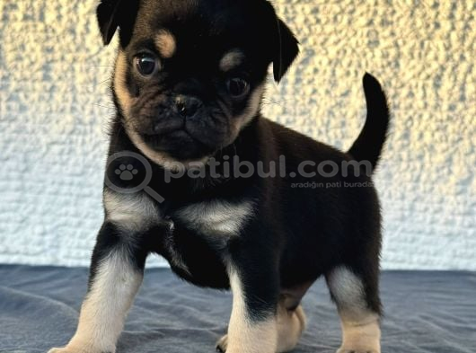 Egzoti̇k Renk Pug Mops Begeği̇mi̇z görsel