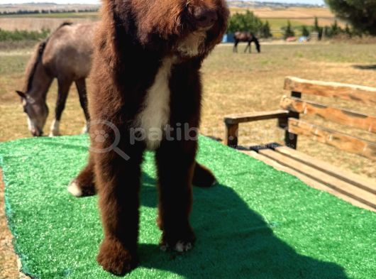 Labradoodle görsel