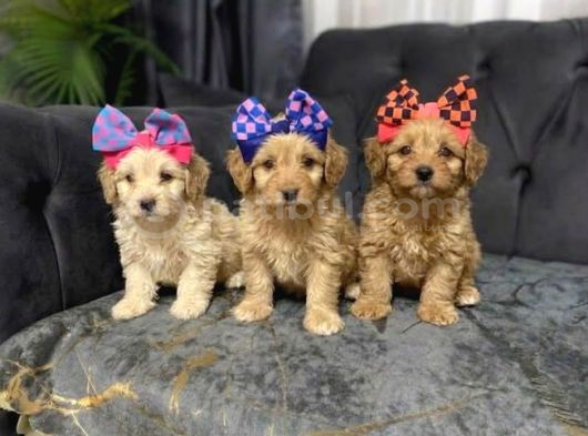 Malti̇poo Güzelli̇kler