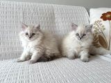 British Longhair Kızlar