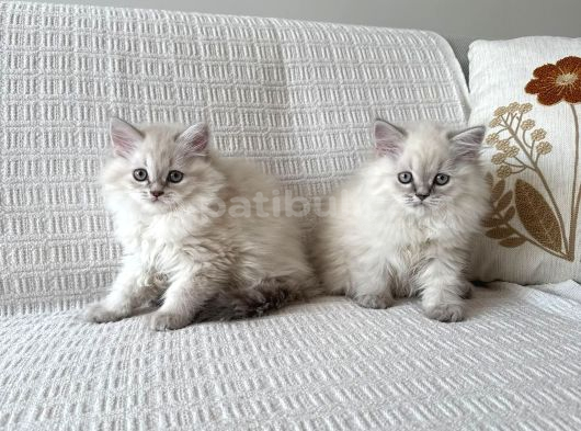 British Longhair Kızlar görsel