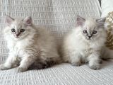 British Longhair Kızlar