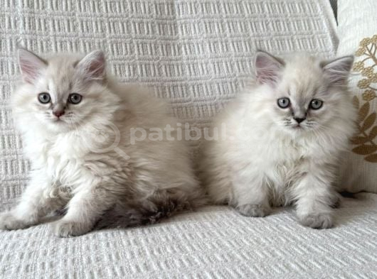 British Longhair Kızlar görsel