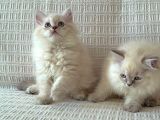 British Longhair Kızlar