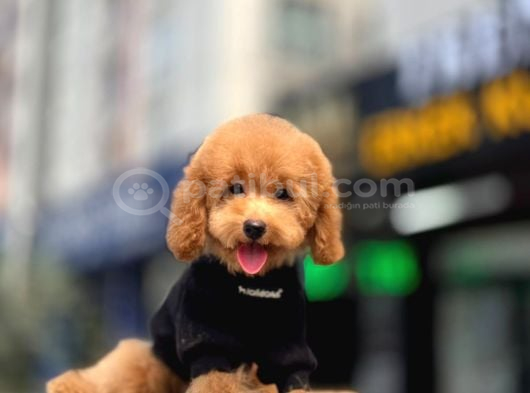 Toy Poodle Apricot Yavrularımız görsel